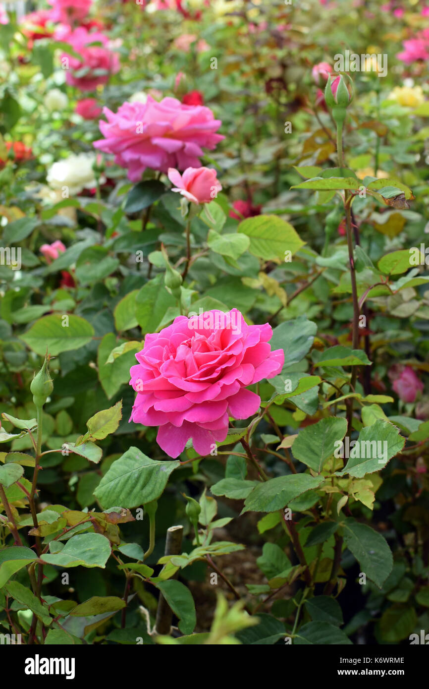 Roses with pink flowers and buds. Springtime nature background. Stock Photo