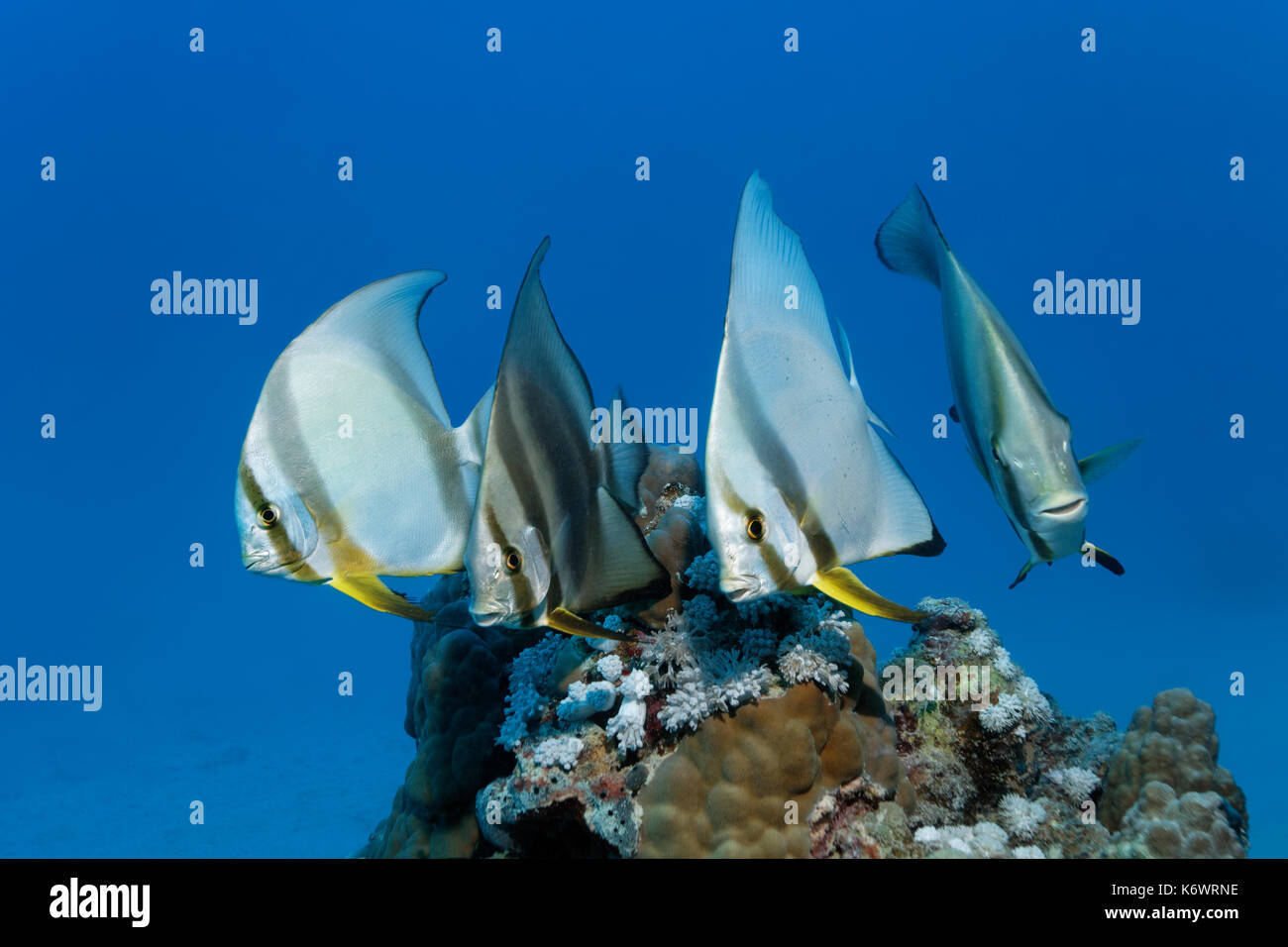 Swarm Longfin Batfishes (Platax teira), four, Great Barrier Reef, UNESCO World Natural Heritage, Australia Pacific Ocean Stock Photo
