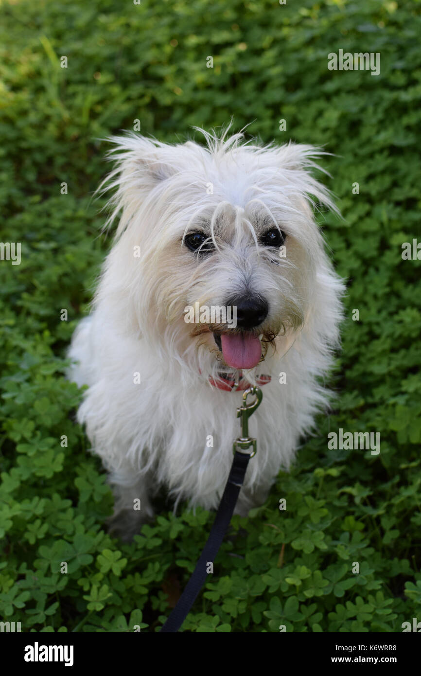 Terrier maltese mix hi res stock photography and images Alamy