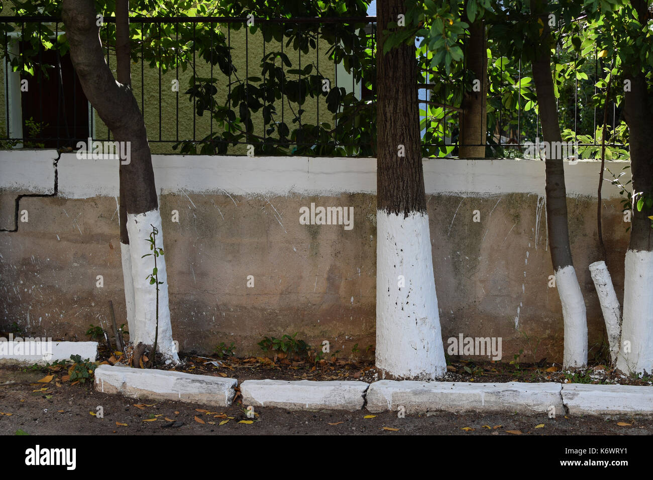 Whitewashed sidewalk garden tree trunks and fence painted white with limestone. Traditional narrow street in Athens, Greece. Stock Photo