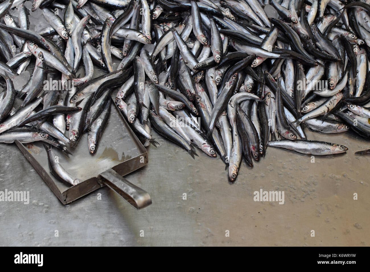 Fresh anchovies for sale on fish market stall with ice. Stock Photo