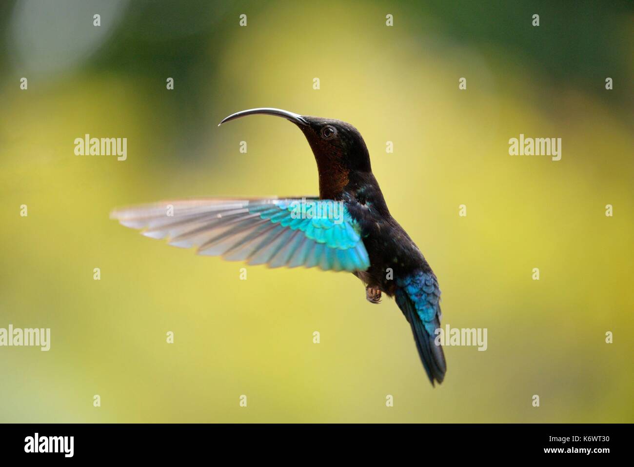 Madeira Hummingbird High Resolution Stock Photography and Images - Alamy