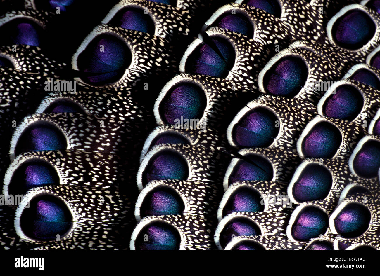 Birds eye spot hi-res stock photography and images - Alamy