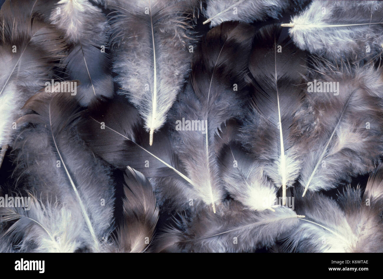 Fluffy downy feathers, grey and white colour, soft Stock Photo Alamy