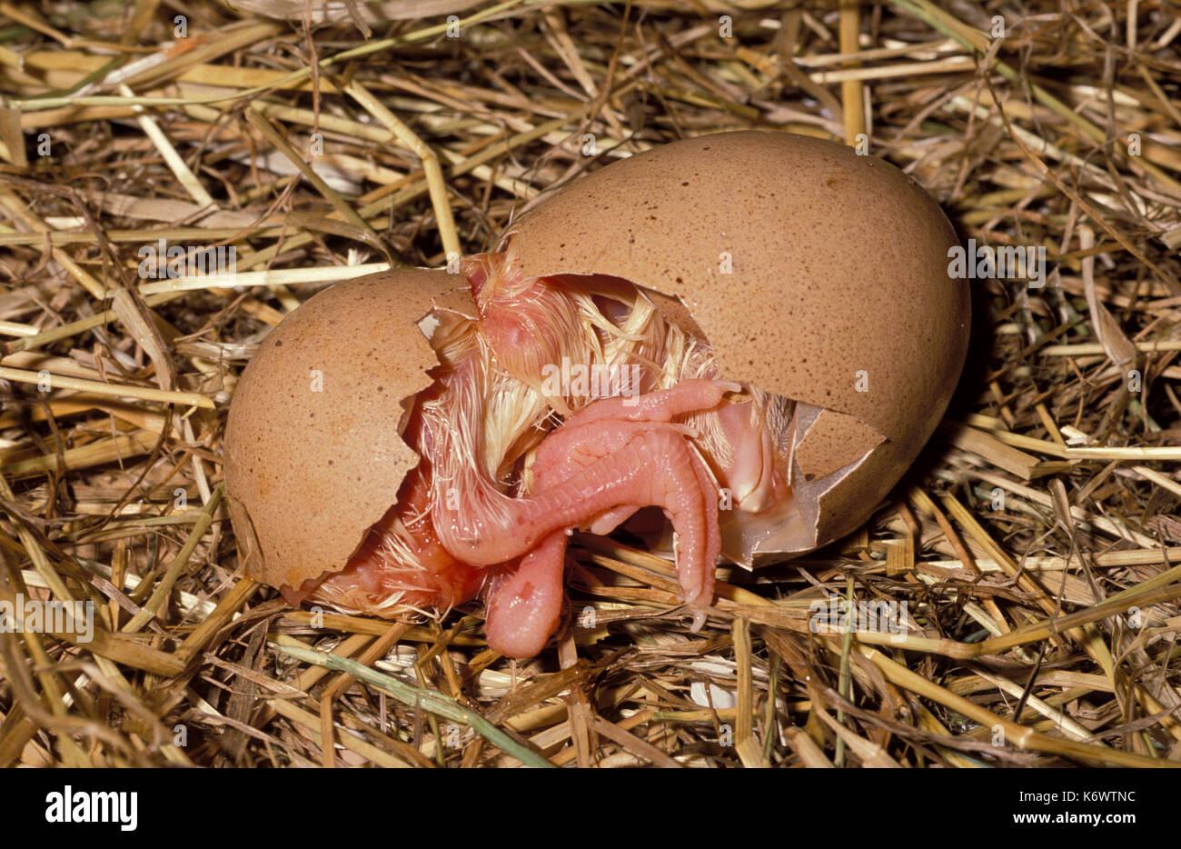 Newly hatched chick, domestic breed, with broken egg shell, 21 days ...