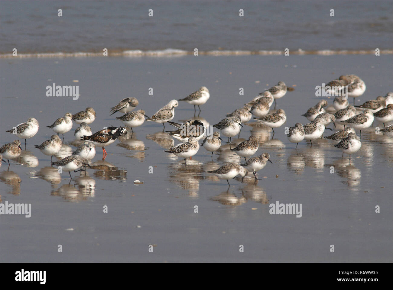 Sanderling, Calidris alba and Buff Breasted Sandpiper, Tryngites subruficollis, Andalusia, Andalucia, roost, group, wading at shoreline. Stock Photo
