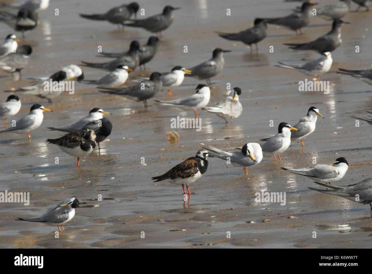 Little Terns, Sterna albifrons and Buff Breasted Sandpiper, Tryngites subruficollis, Andalusia, Andalucia, roost, group, wading at shoreline. Stock Photo