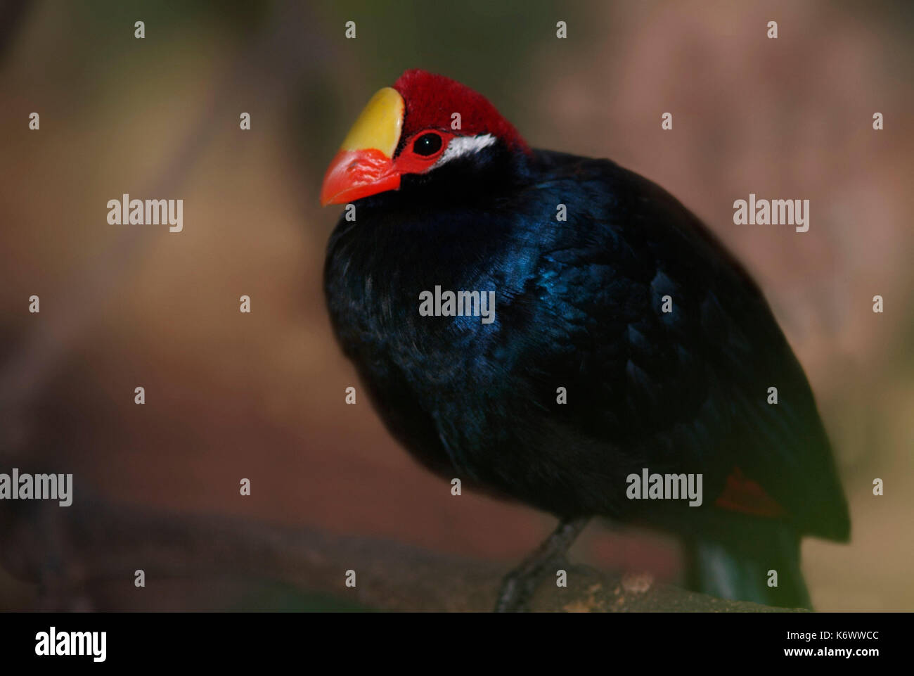 Violet Turaco, Musophaga violacea, colourful blue with red head, captive. Stock Photo