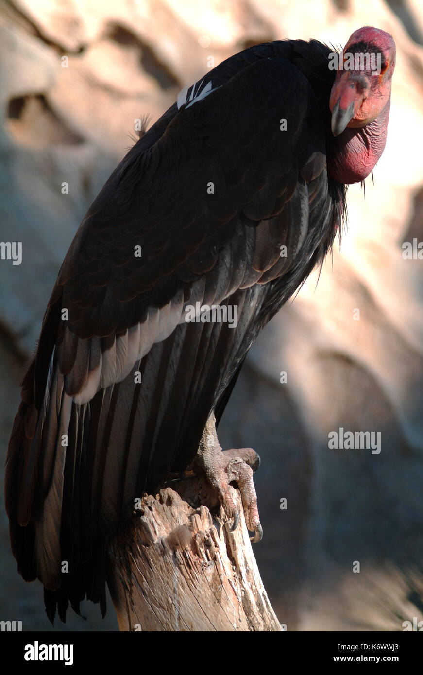 California Condor, Gymnogyps californianus, captive, Critically Endangered by the IUCN Red List, and listed on Appendix I of CITES, New World vulture  Stock Photo