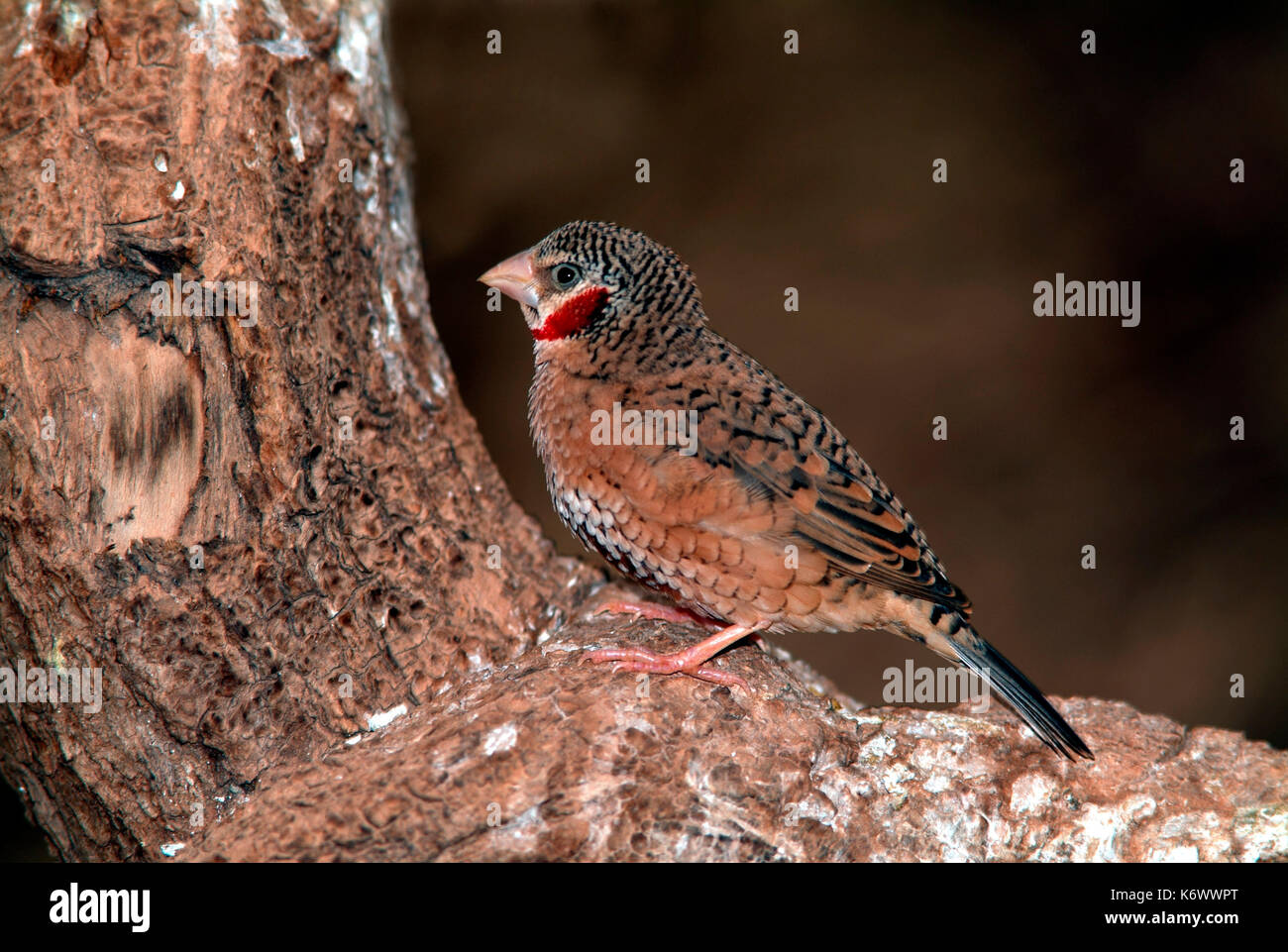 Cut Throat Finch, Amadina fasciata, male, red throat, Gambia, West South Africa Stock Photo