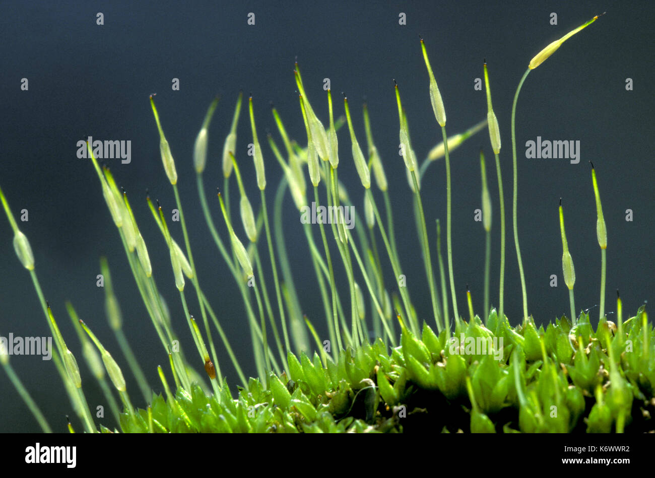 Moss, Seed Capsuals, close up Stock Photo