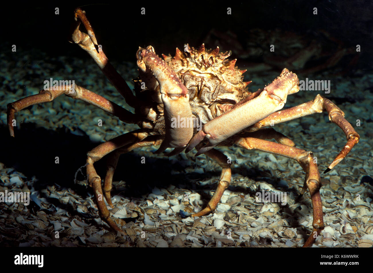 Spider crab, showing large pincers, claws, North Atlantic Ocean