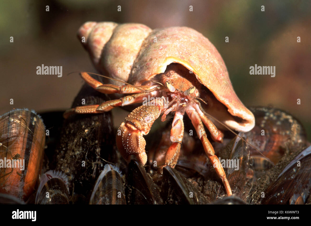 Hermit Crab, showing claws, eyes and shell Stock Photo Alamy