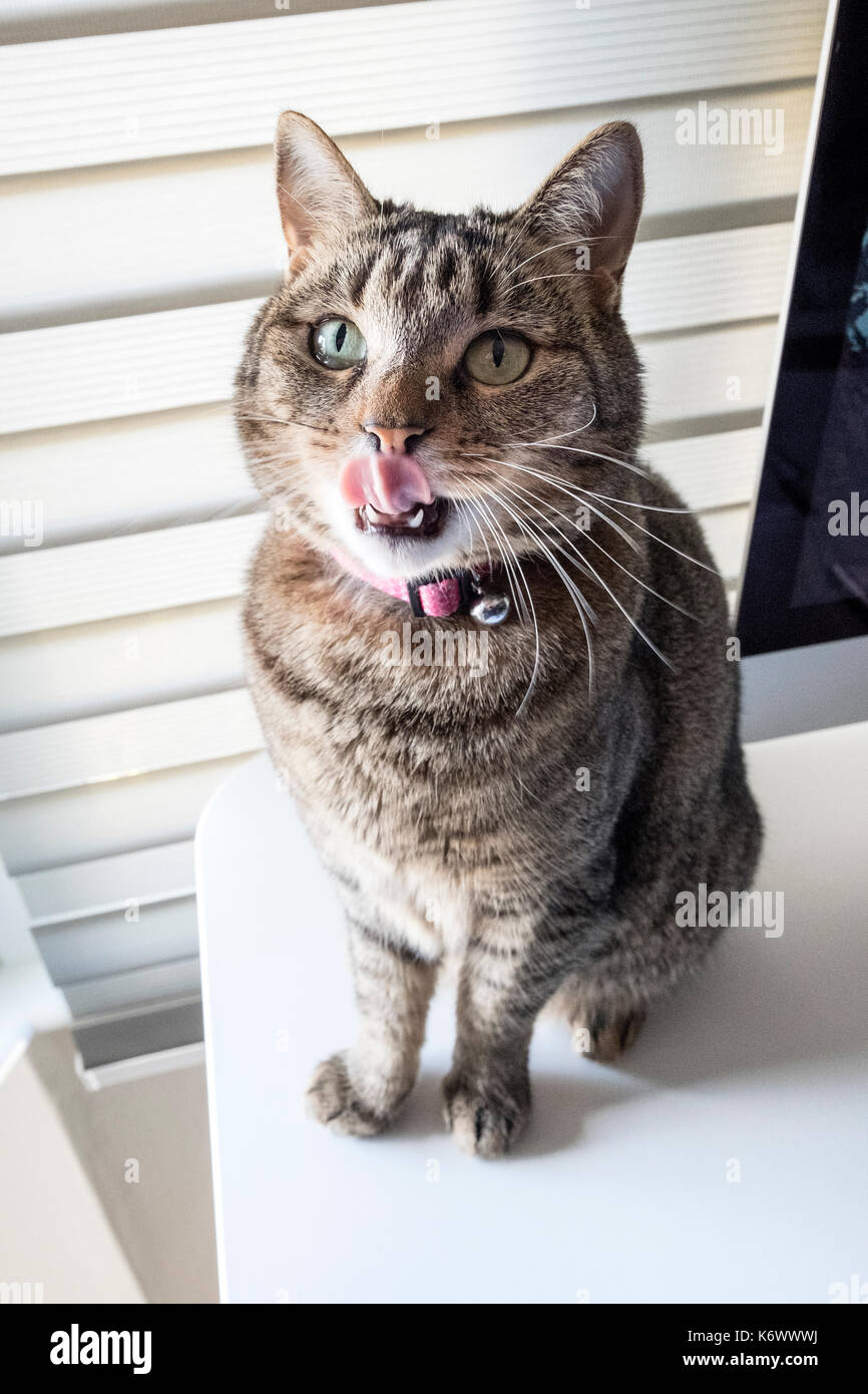 Tabby cat licking lips Stock Photo Alamy