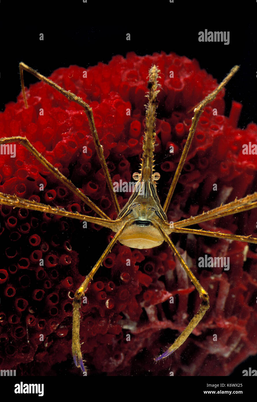 Arrow Crab, Stenorhynchus seticornis, Arrowhead crab on red coral, front view, captive Stock Photo