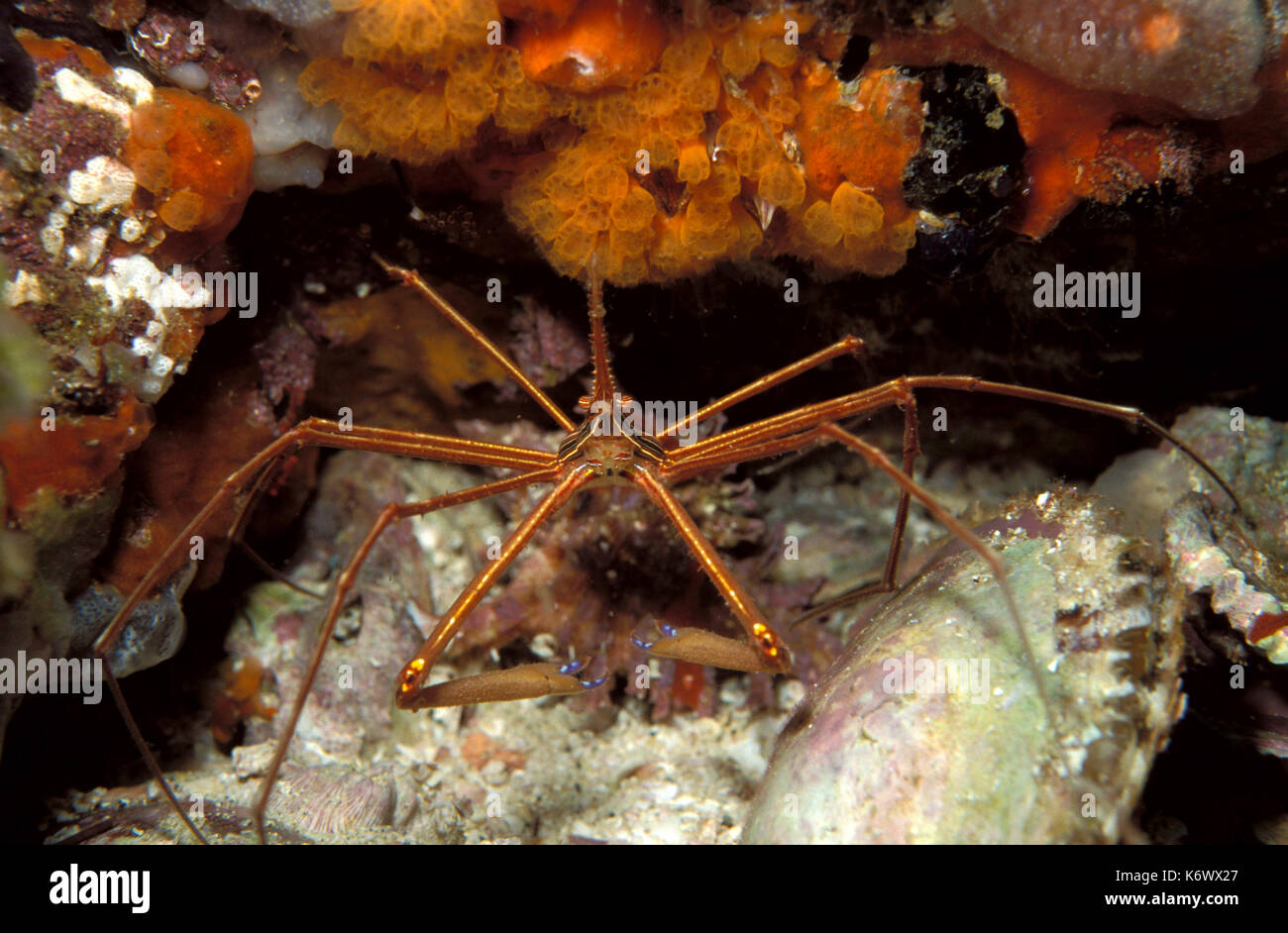 Arrow Crab, Stenorhynchus seticornis, Arrowhead crab on coral, front view, Los Roques Stock Photo