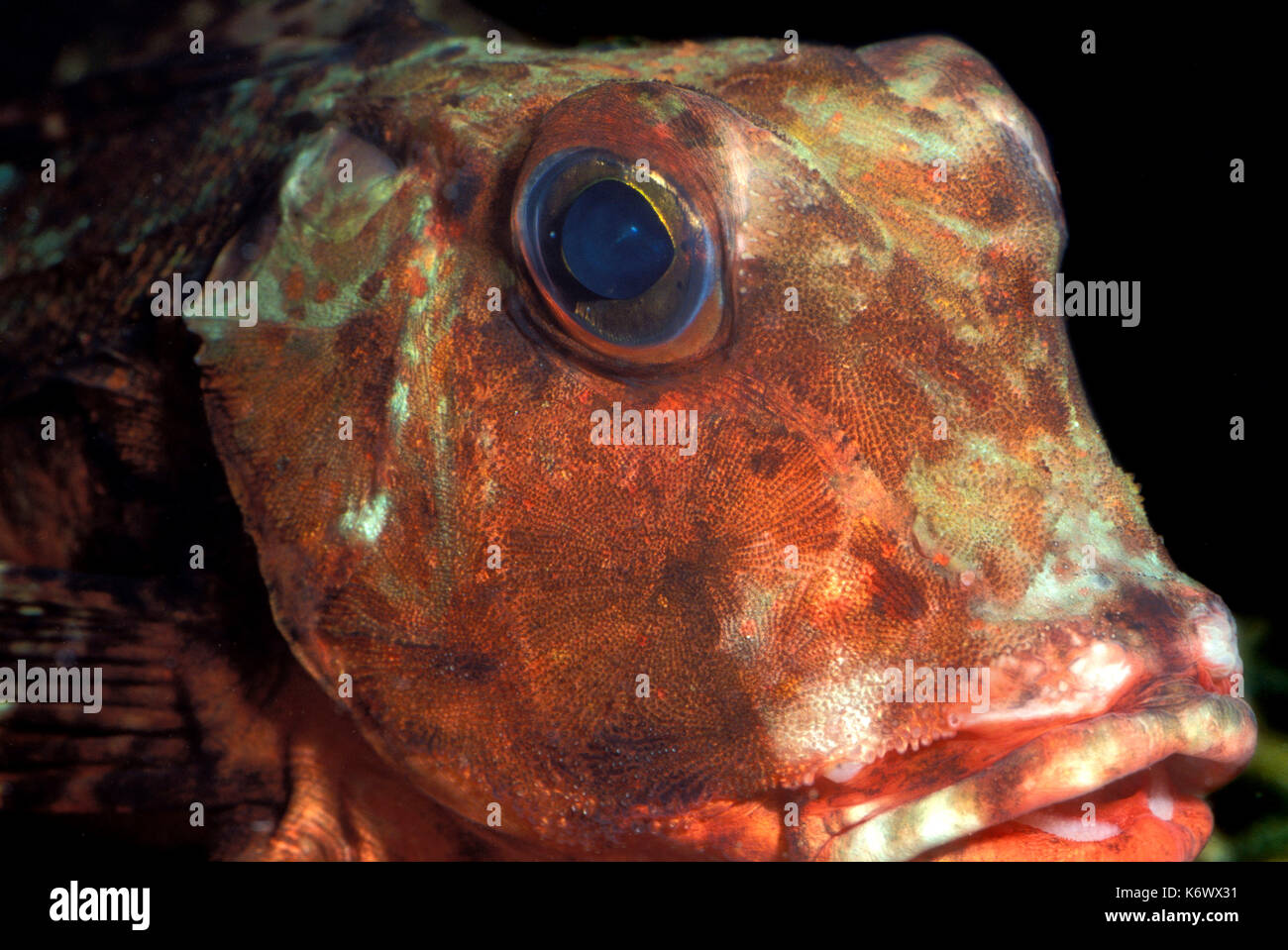 Tub  Gurnard, Trigla lucerna, portrait, large eyes, red, captive Stock Photo