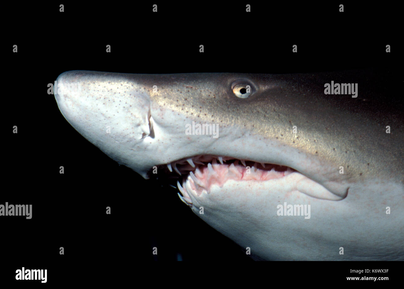 Jagged teeth hi-res stock photography and images - Alamy