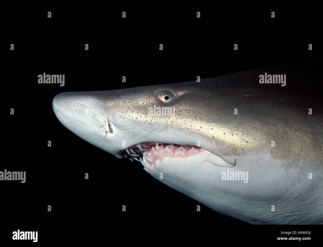 Sand tiger shark Carcharias taurus - captive, jagged teeth ocean