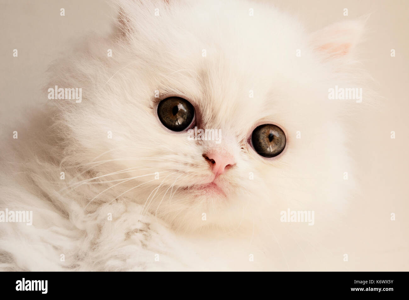 Beautiful kitten Stock Photo