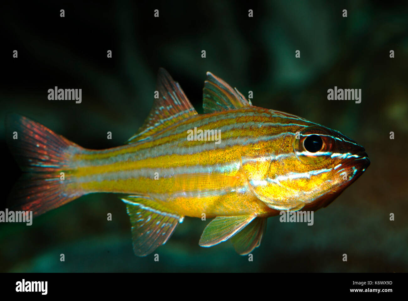 Yellow Striped Cardinal Fish, Apogon cyanosoma, captive Stock Photo