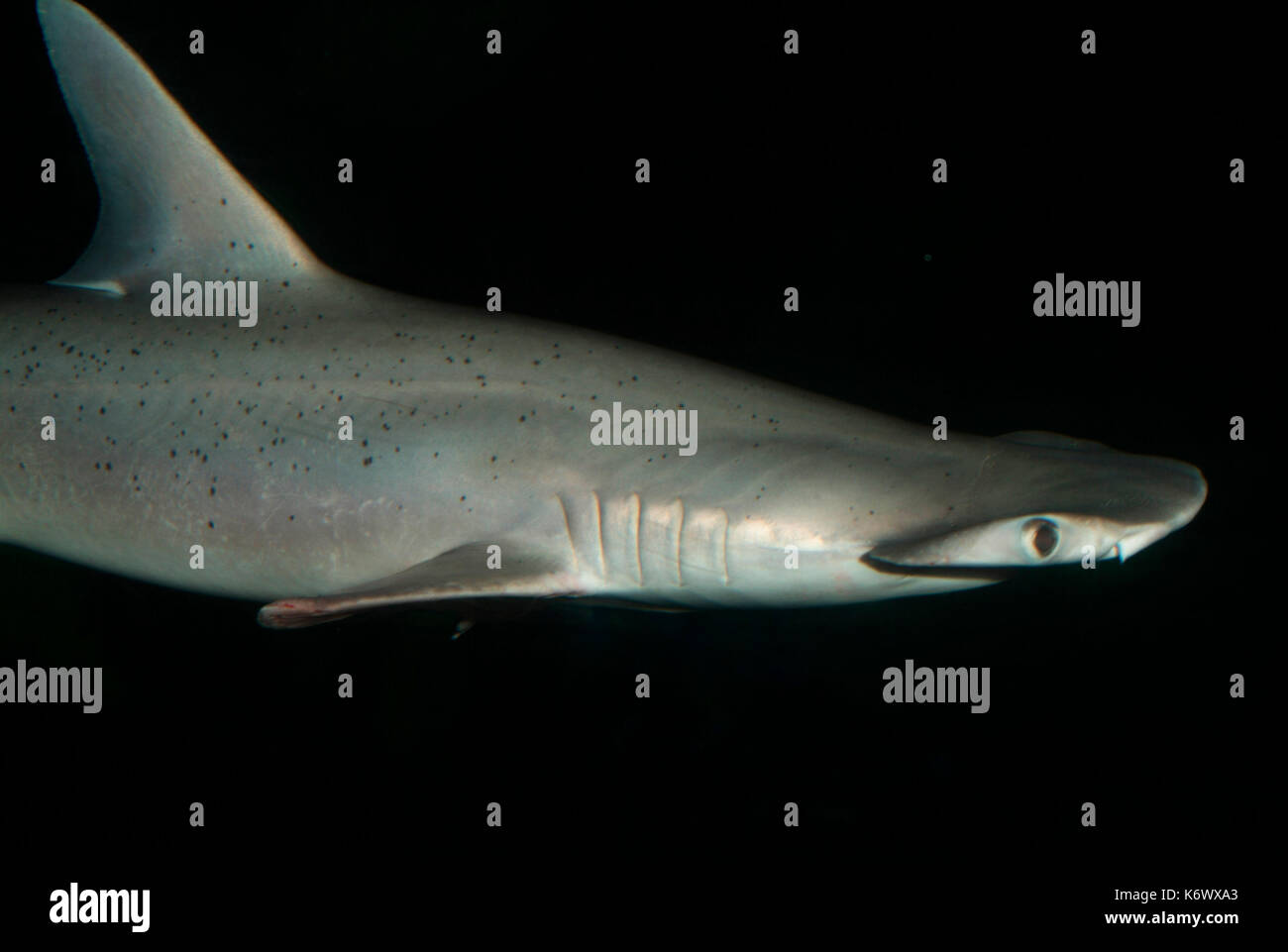 Hammerhead Shark, Chordata, juvenile, captive Stock Photo Alamy