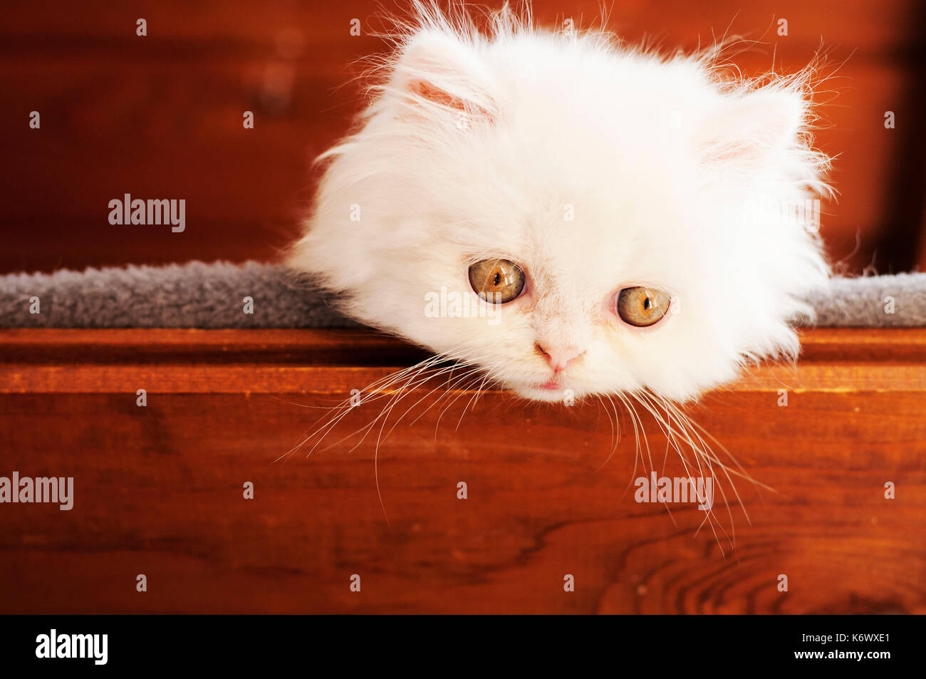 Beautiful kitten Stock Photo