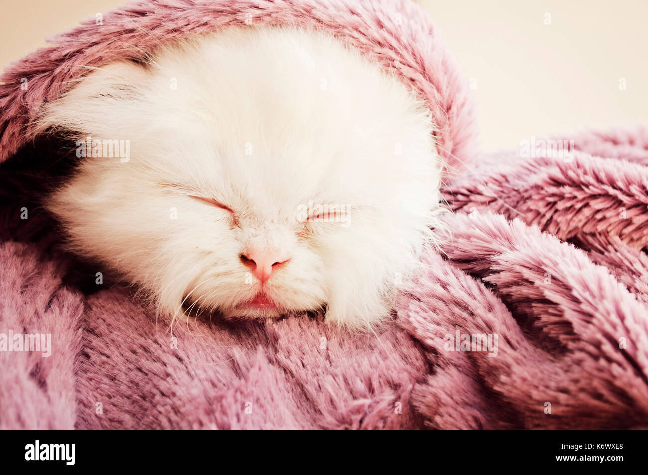 Kitten sleeping under blanket Stock Photo Alamy