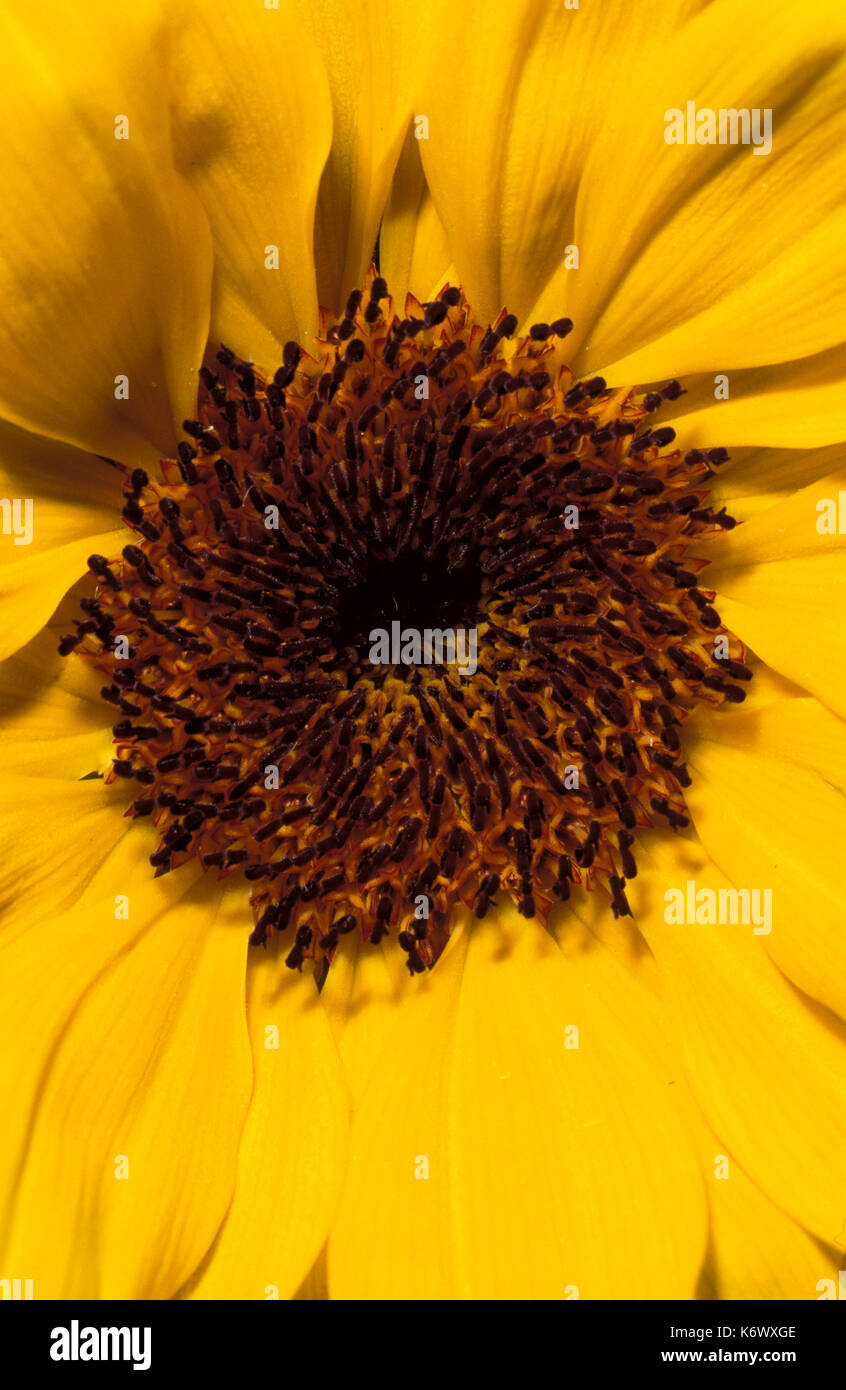 Sunflower, Helianthus annuus, flower, dark centre flowerhead yellow, tall garden plant annual, seed spiral Stock Photo