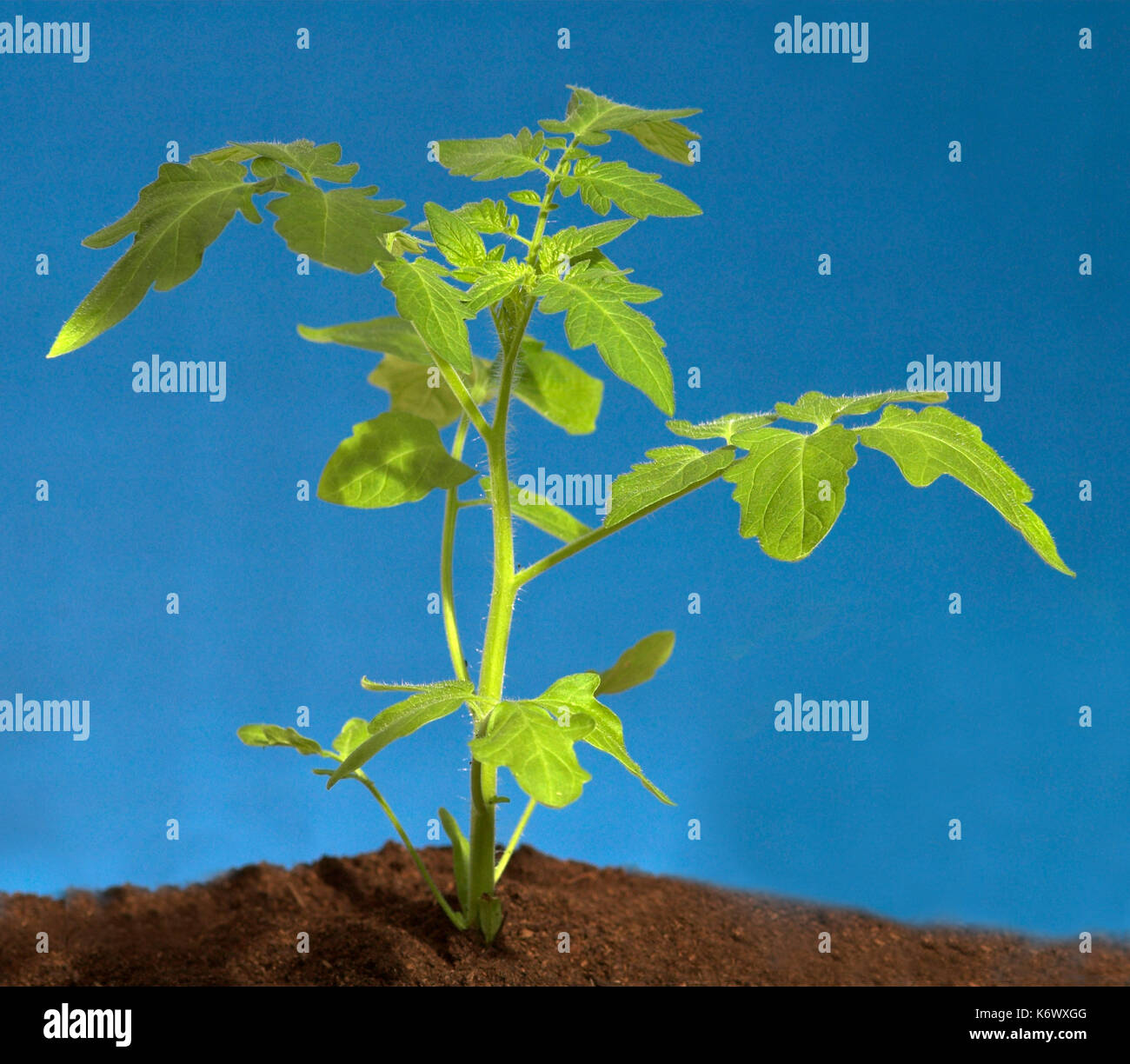 Tomato Plant, growth sequence, larger plant with many leaves, from four weeks growth, blue