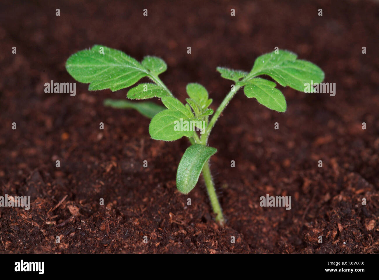 Tomato Plant, growth sequence, first true leaves, from two weeks growth Stock Photo Alamy