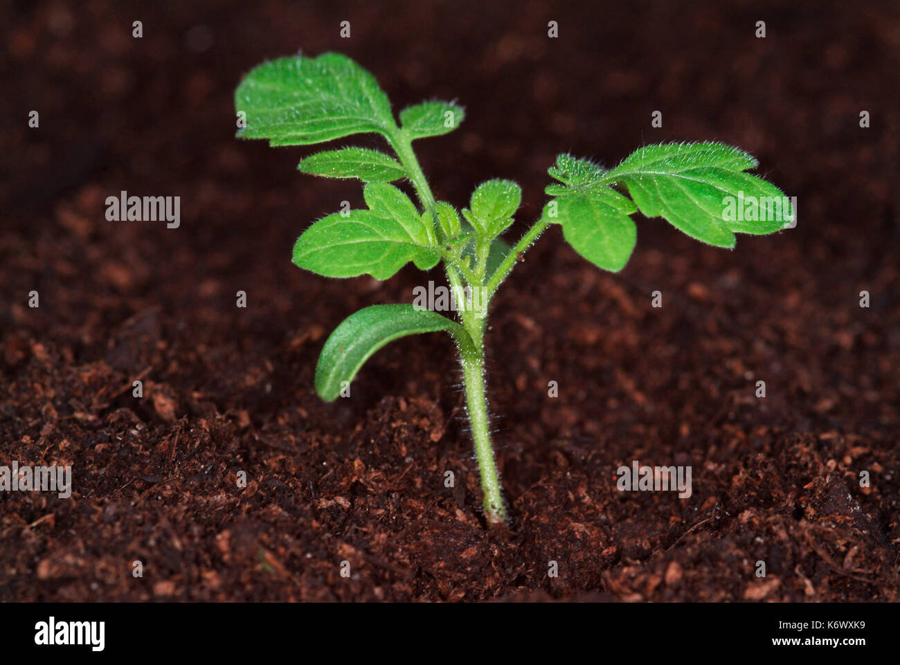 Tomato Plant, growth sequence, first true leaves, from two weeks growth