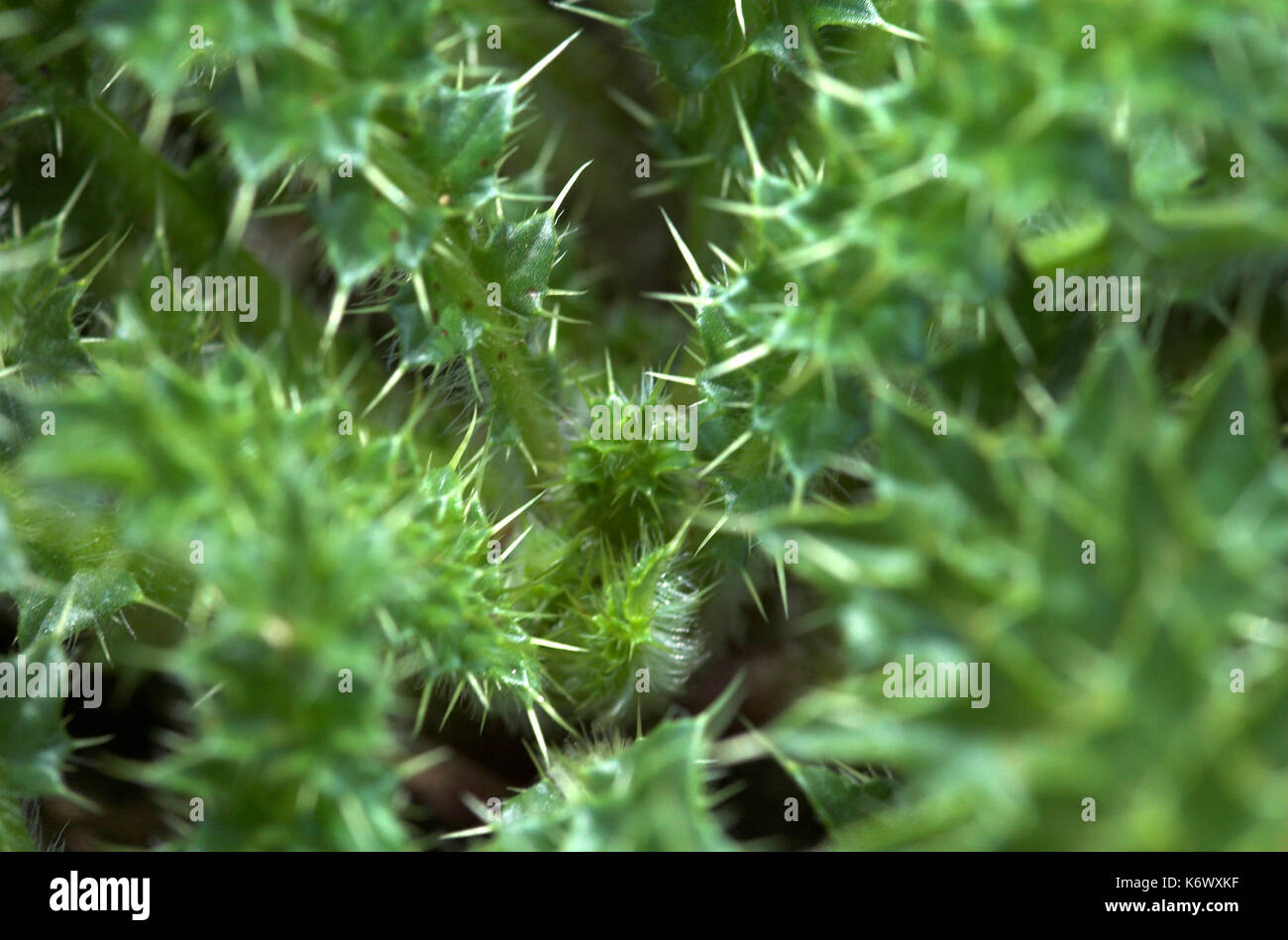 Spiny leaves of thistle, Kent, looking down, green, Stock Photo