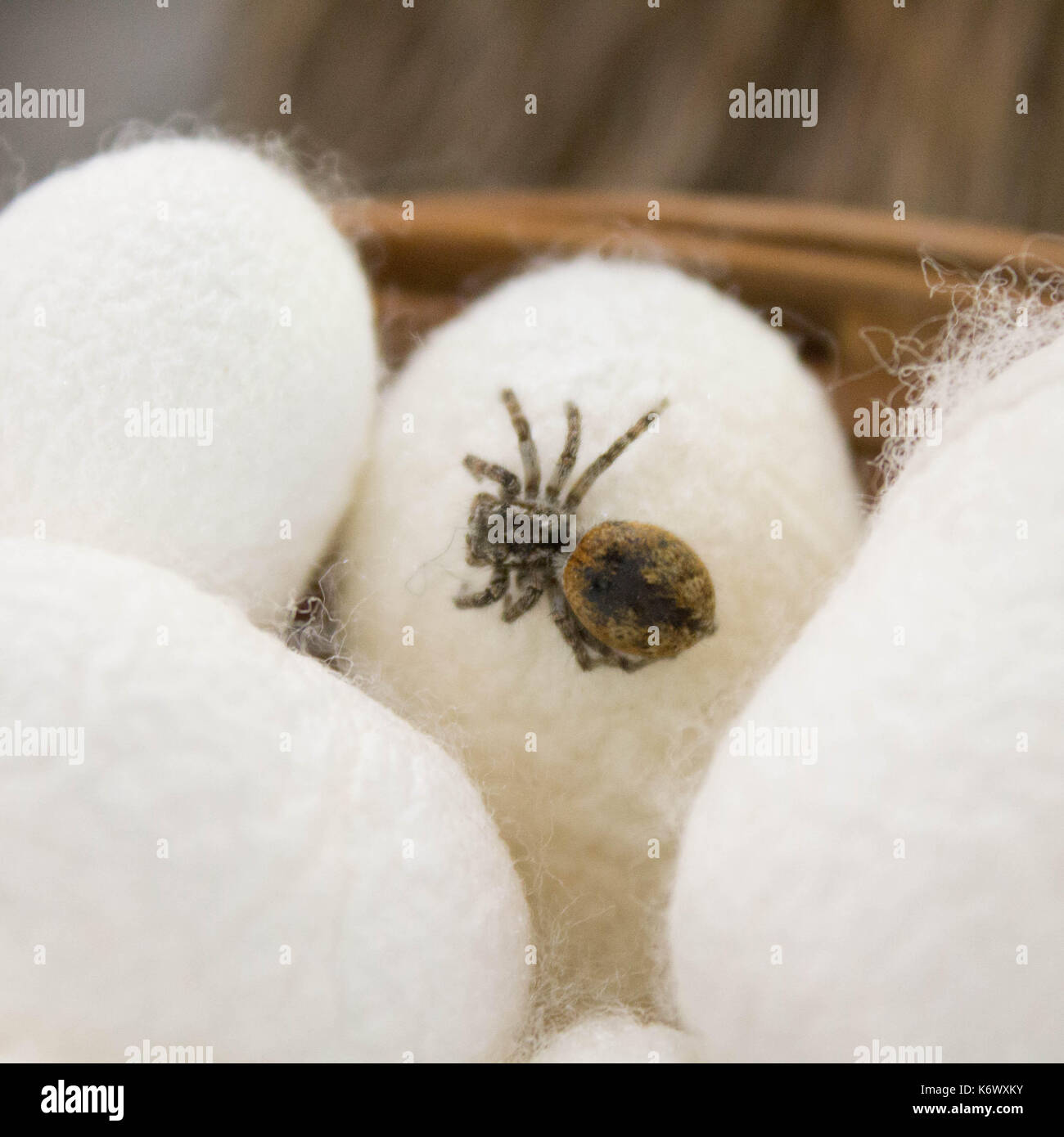 Spider cocoon hires stock photography and images Alamy