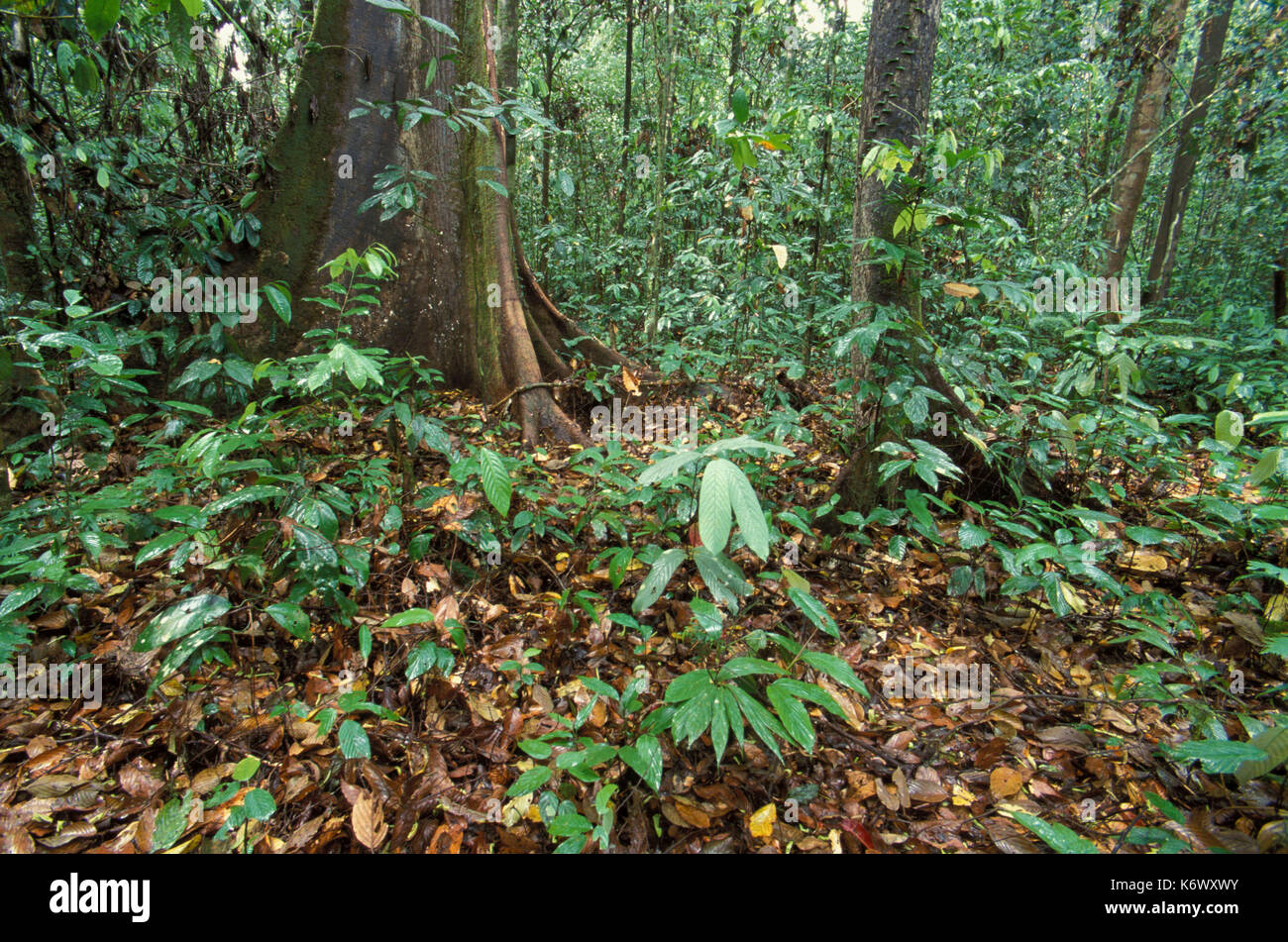 Primary Rainforest, Danum Valley, Sabah, low vegetation, undergrowth