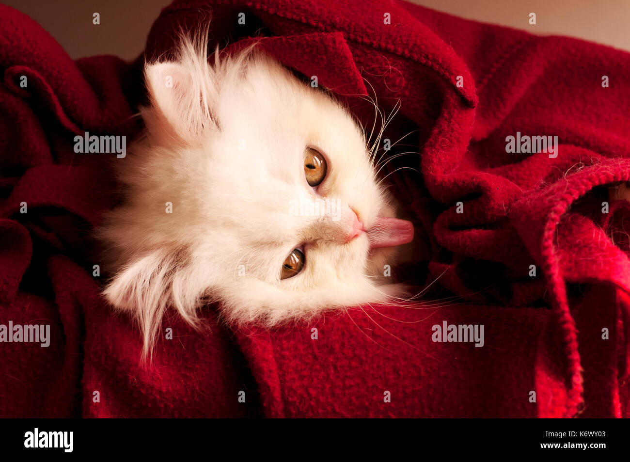 Kitten under blanket Stock Photo