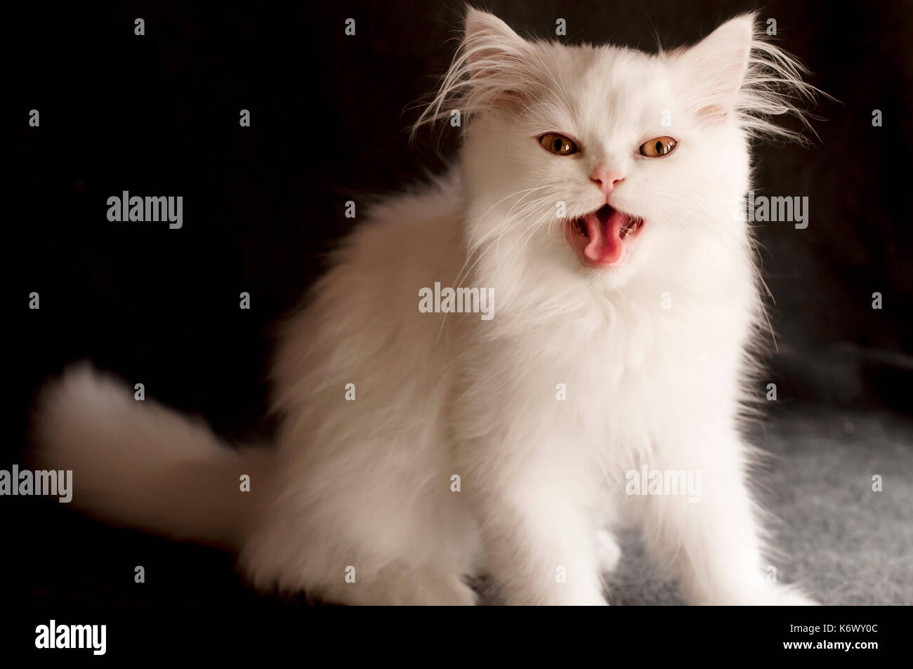 Persian cat meowing Stock Photo