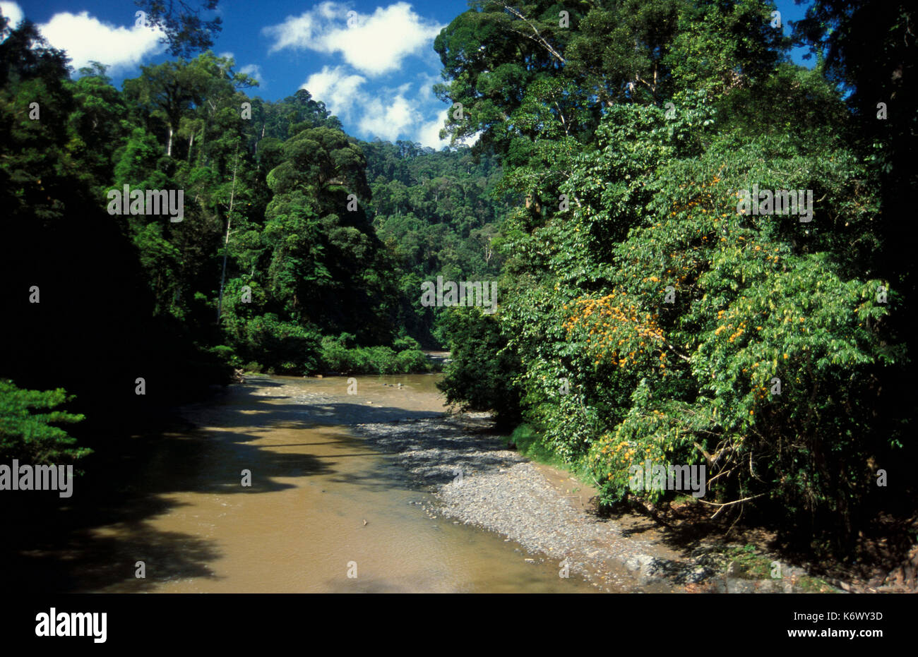 River through tropical rainforest - Danum Valley, Sabah, jungle, green, blue sky Stock Photo