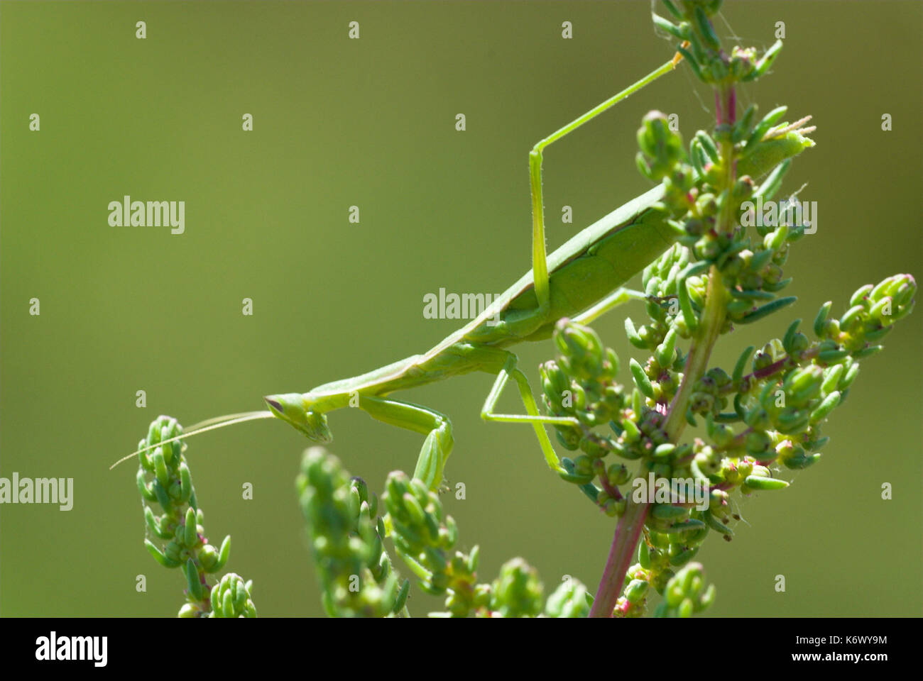 Praying Mantis, Mantis religiosa, Veta La Palma, Coto Donana, Andalusia, Andalucia, green, soft, camouflaged on shrub Stock Photo