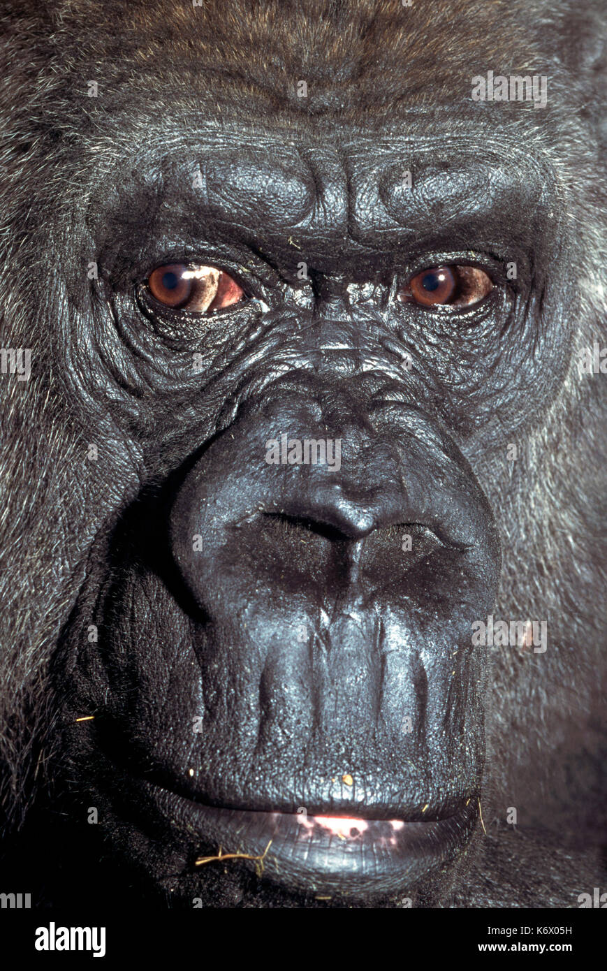 Lowland gorilla, Gorilla gorilla, close up of face showing eyes, mouth and nostrils, captive
