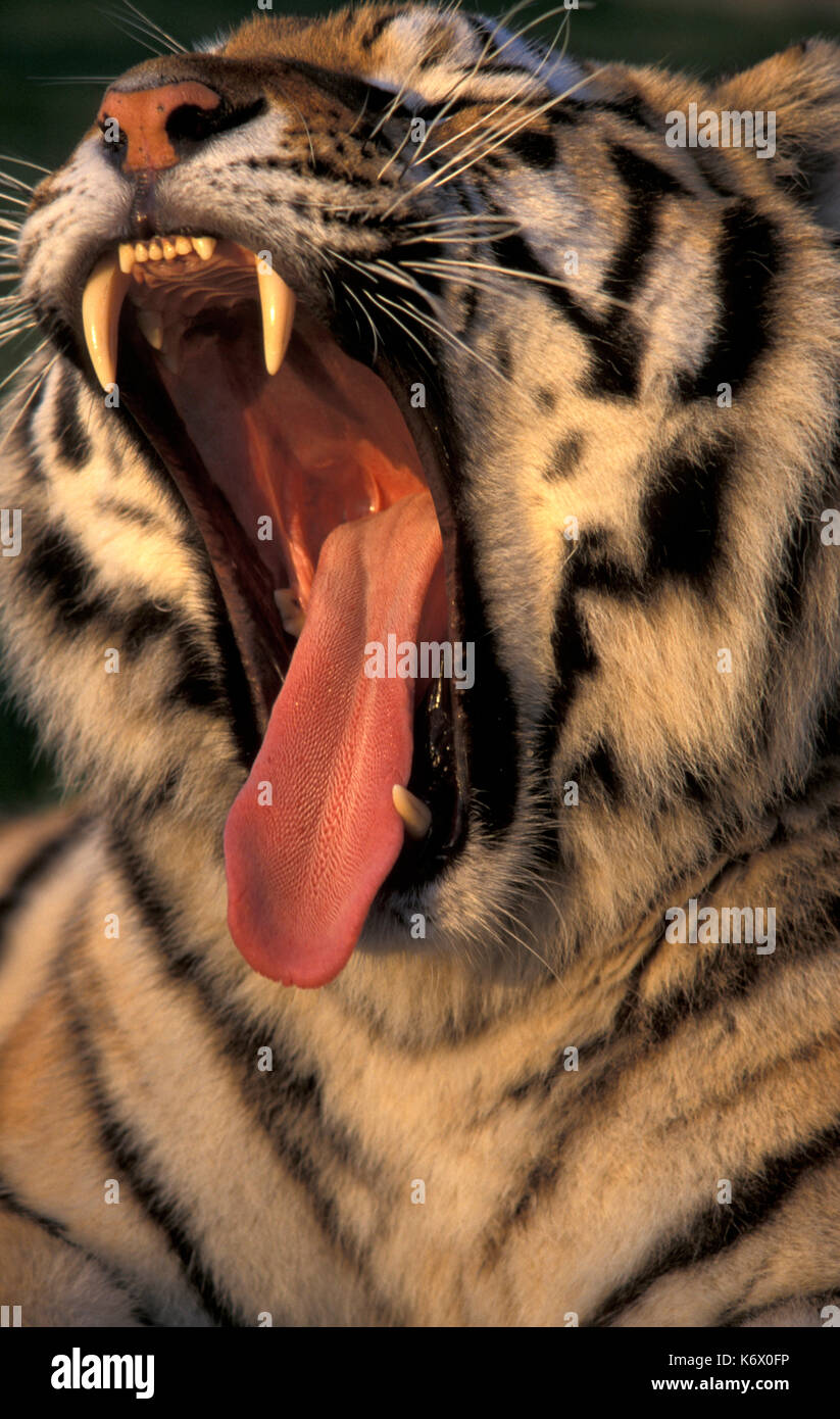 Siberian tiger, Panthera tigris altaica, yawning, showing teeth and