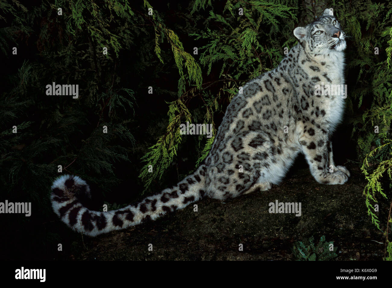 Snow Leopard (Panthera uncia) - captive, nocturnal, showing long strong