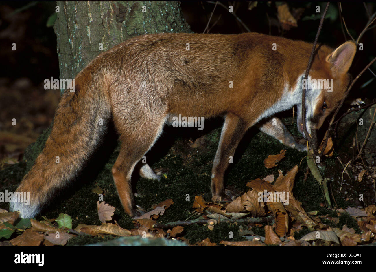 Red Fox ( Vulpes vulpes) Blean Woods, Kent  sniffing at tree base for scent of other animals and foxes night Stock Photo