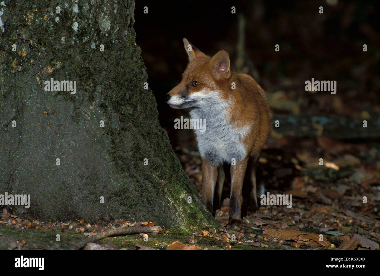 Red Fox ( Vulpes vulpes) Blean Wood, Kent night looking for other animals or foxes Stock Photo