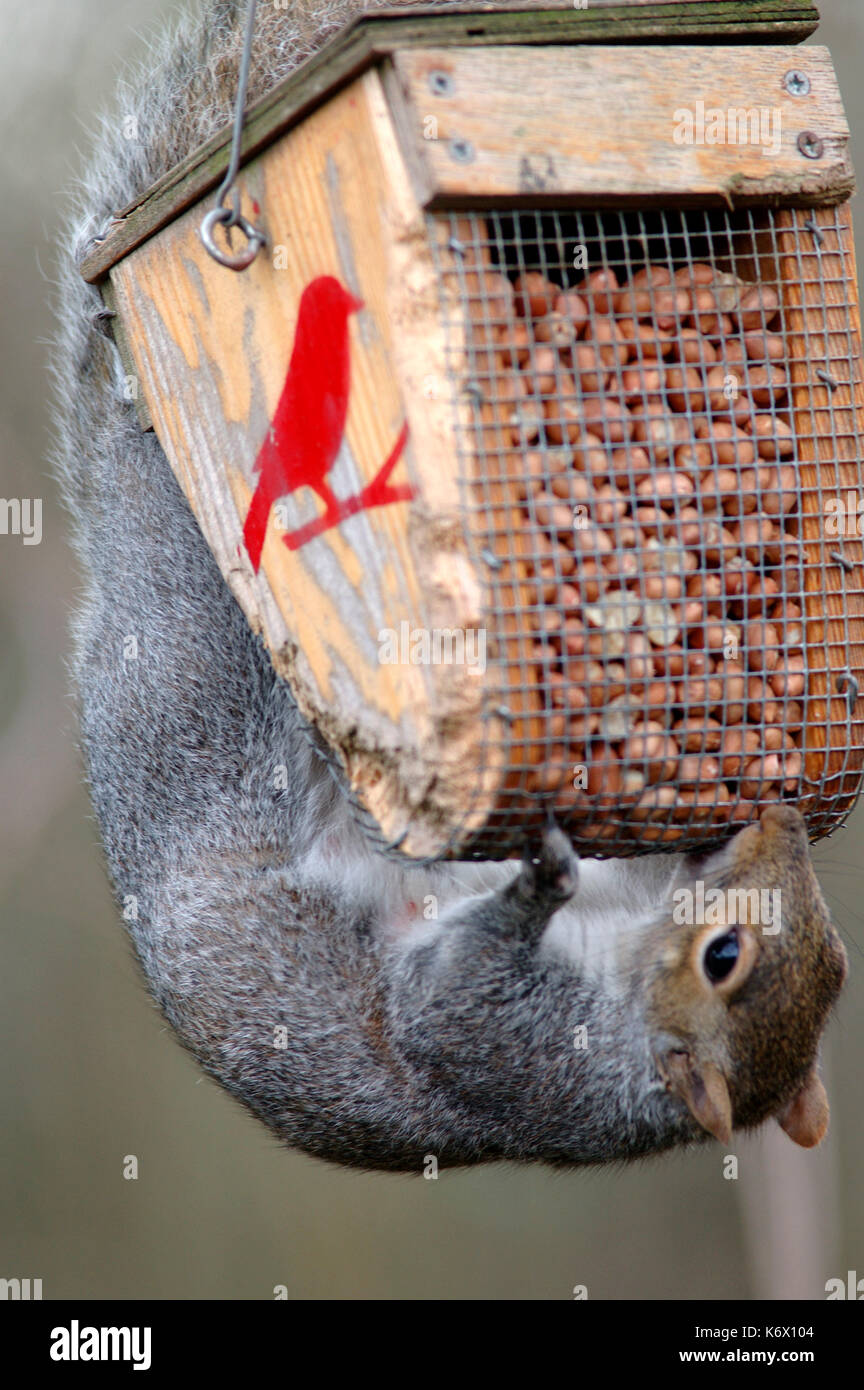 Grey Squirrel Hanging And Feeding On Nuts In Bird Feeder Sciurus