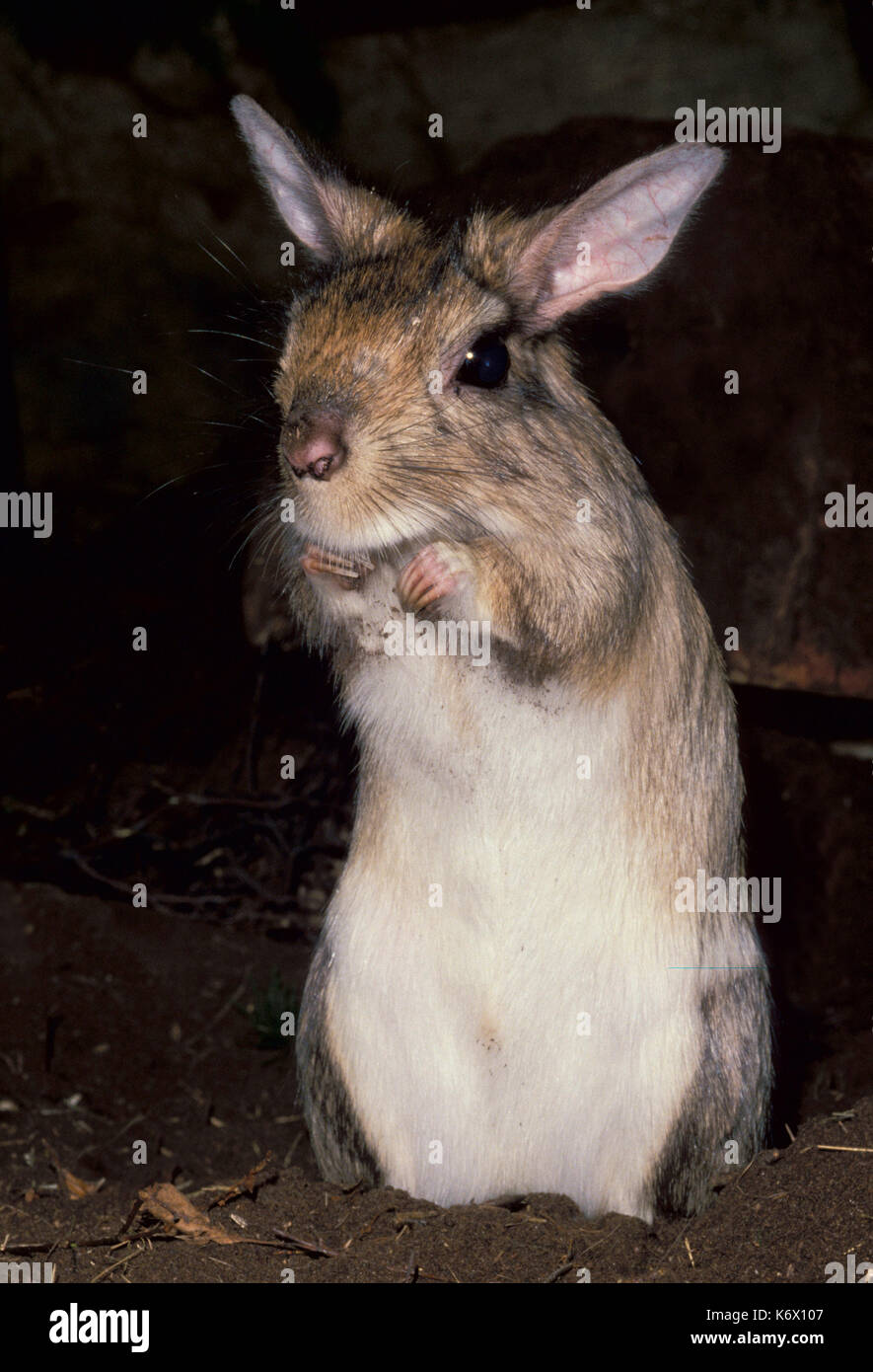 Chinchilla (captive) Chinchilla lanigera, sitting back on hind legs Stock Photo