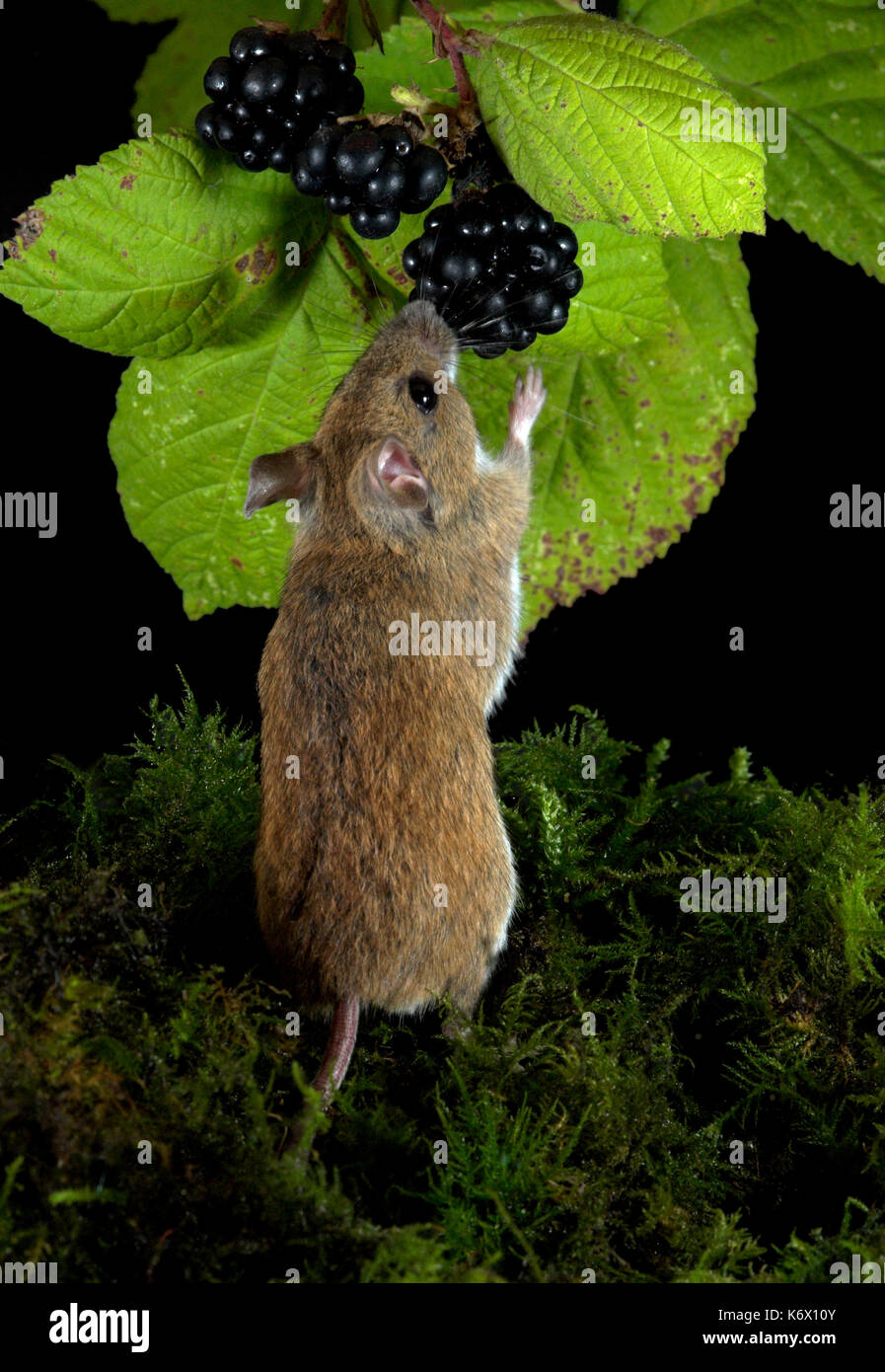 Fruit Tree Mouse Fruit mouse animal animals hi-res stock photography and images - Alamy