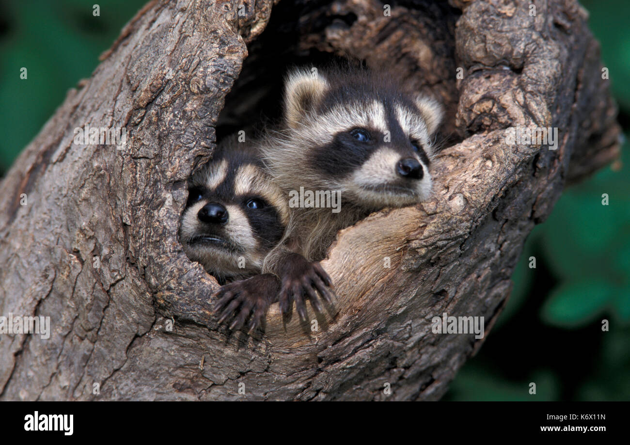 Raccoon, Procyon lotor, Young 7 week old cub, emerging from tree hollw ...