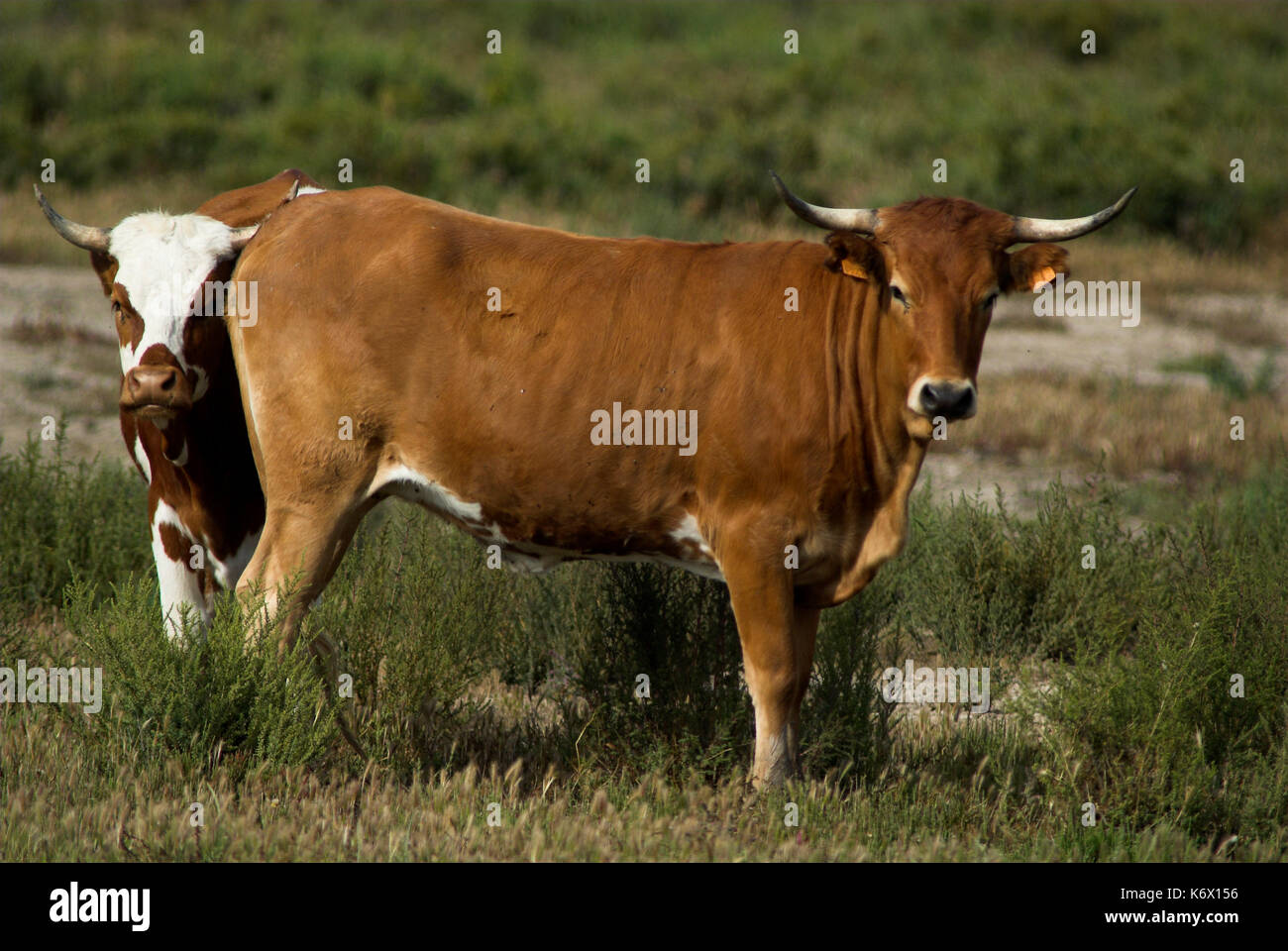 Cattle, bull, Coto Donana National Park, Andalusia, Andalucia, Stock Photo