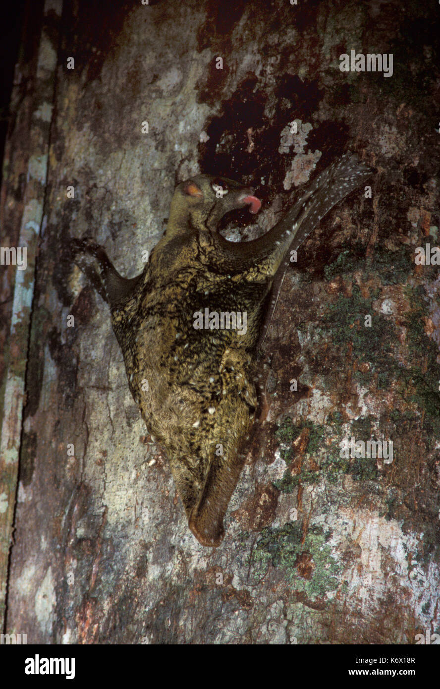 Colugo or Flying Lemur, Cynocephalus variegatus, Danuum Valley, Sabah, on tree licking resin at night Stock Photo
